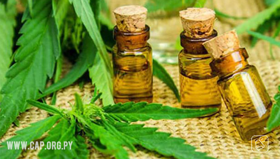 Lasca como primera importadora de cannabis medicinal en Paraguay